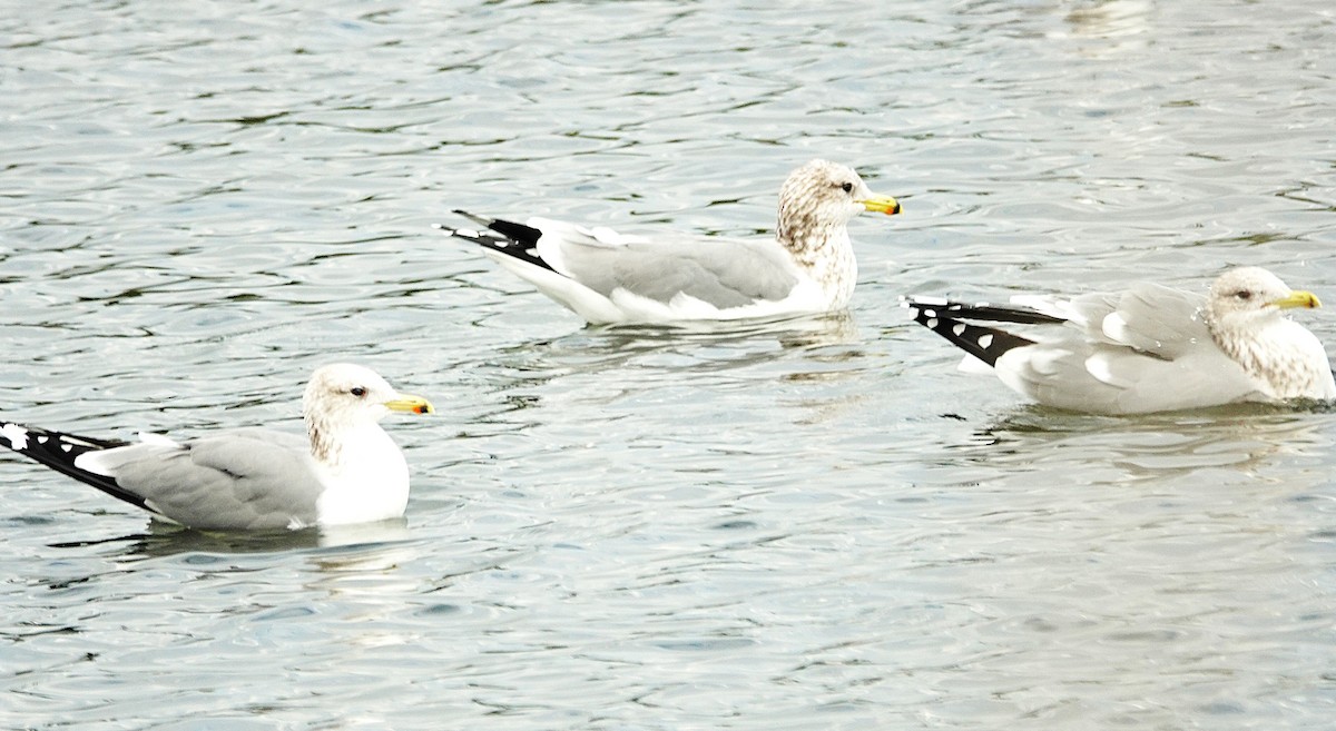 California Gull - ML646029474