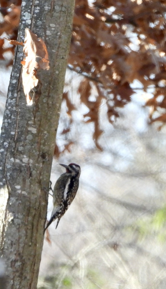 Дятел-смоктун жовточеревий - ML646029476