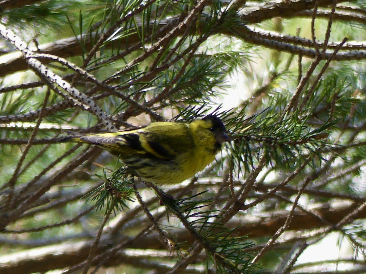 黃雀 - ML646029483