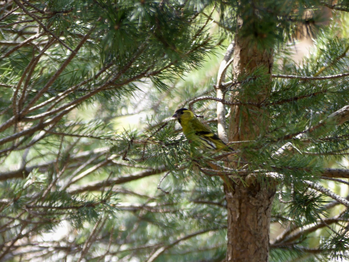 黃雀 - ML646029484