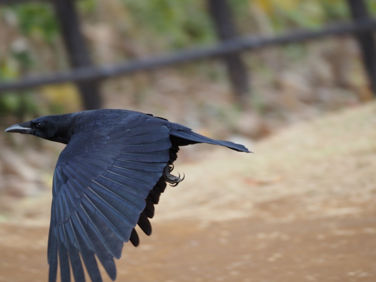 小嘴烏鴉 - ML646029485