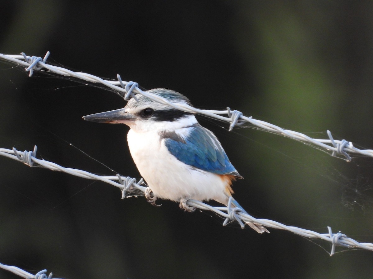 Альціон рудогузий - ML646029486