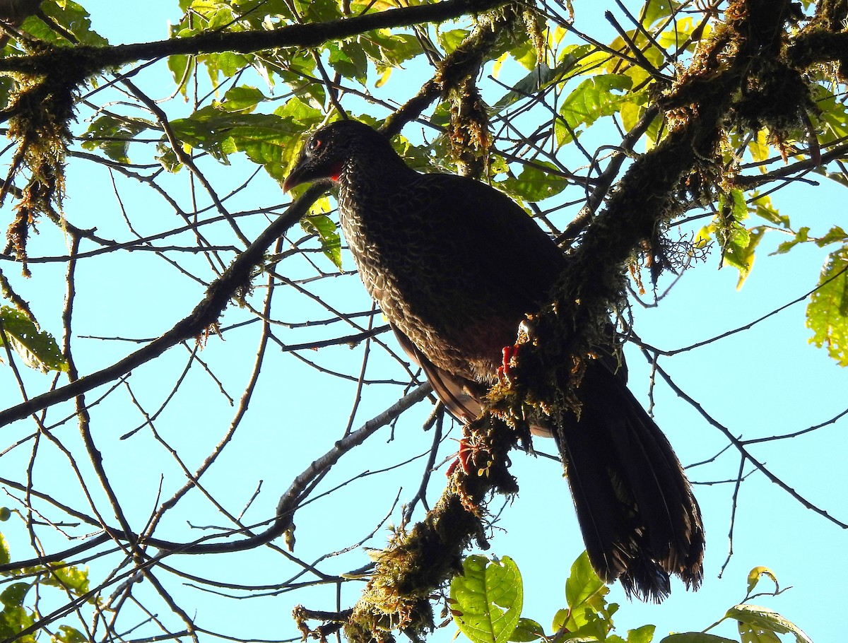 Andenguan - ML646029496