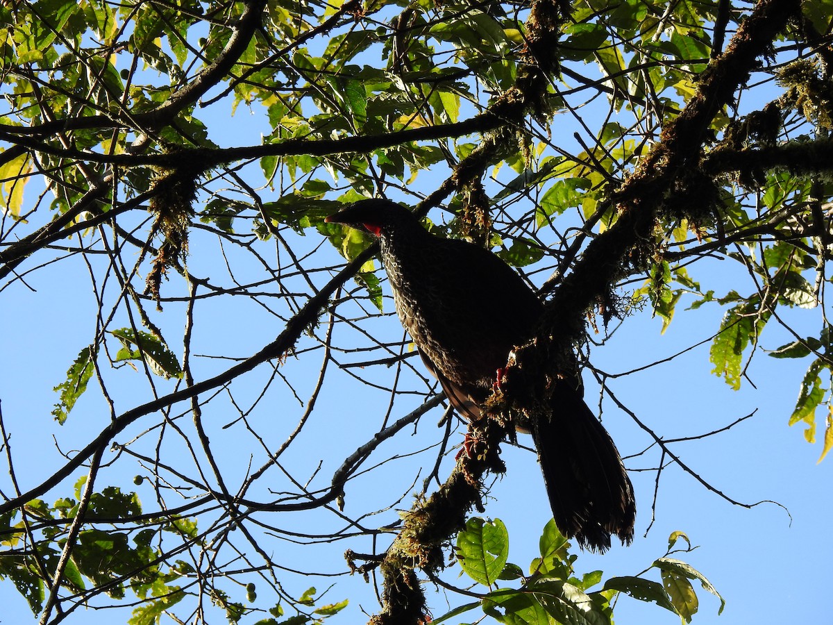 Andenguan - ML646029497