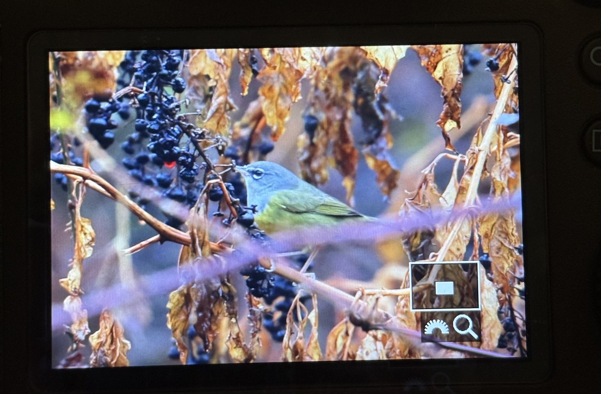 MacGillivray's Warbler - ML646029498