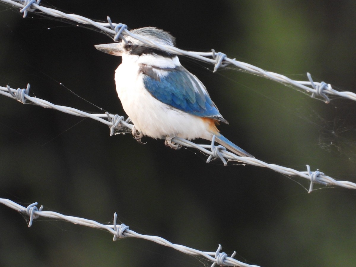 Альціон рудогузий - ML646029502