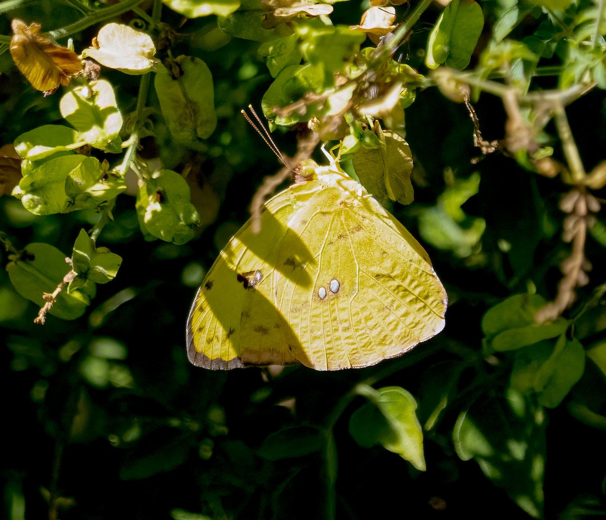 Cloudless Sulphur - ML646029503
