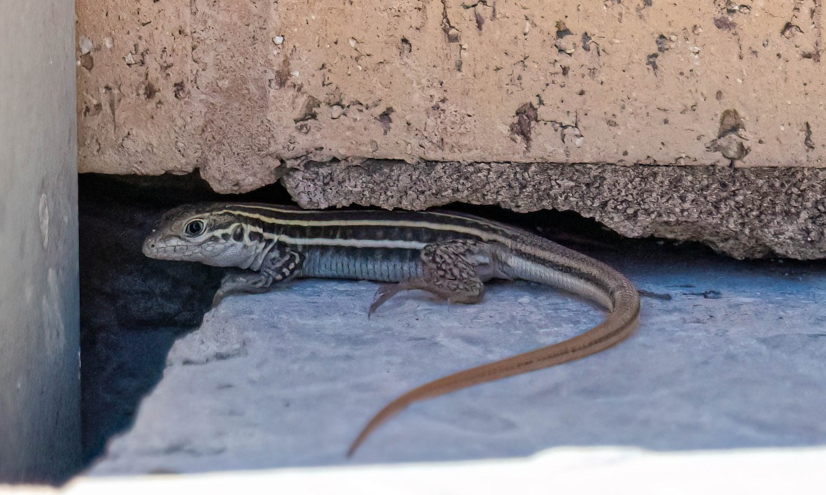 Common Spotted Whiptail - ML646029504