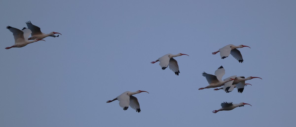 Ібіс білий - ML646029508