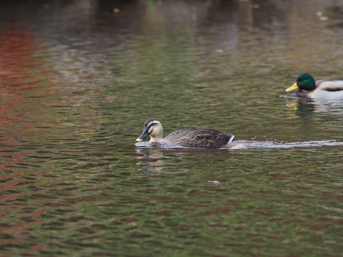 花嘴鴨 - ML646029518