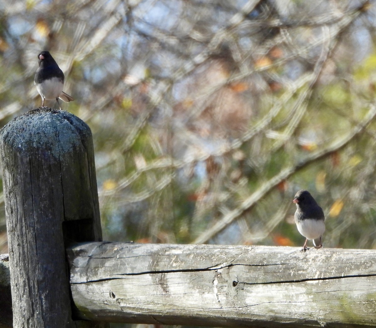Junco ardoisé - ML646029519