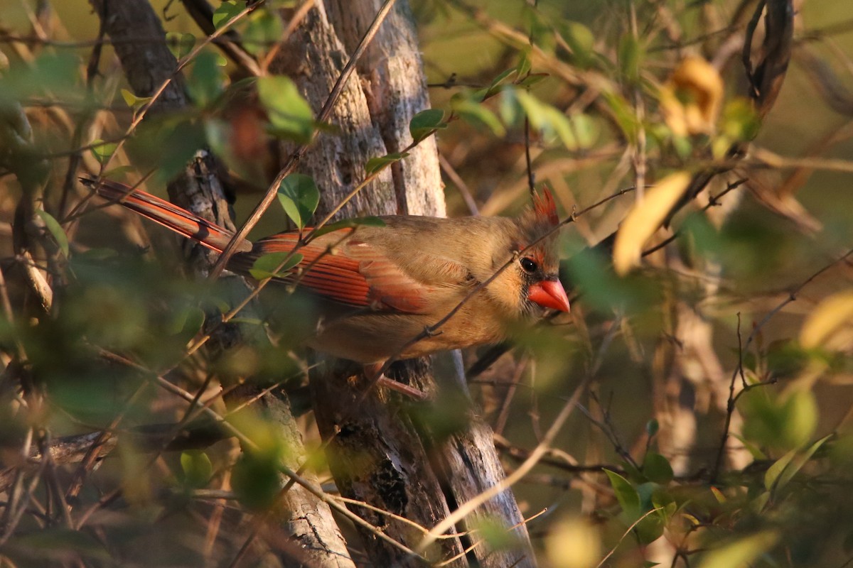 ショウジョウコウカンチョウ - ML646029522