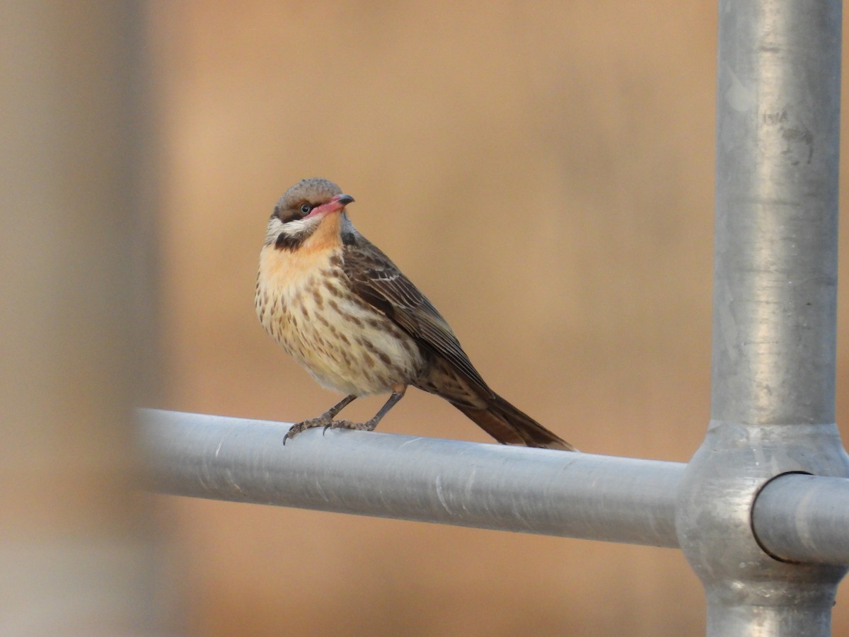 Diken Yanaklı Balkuşu - ML646029526