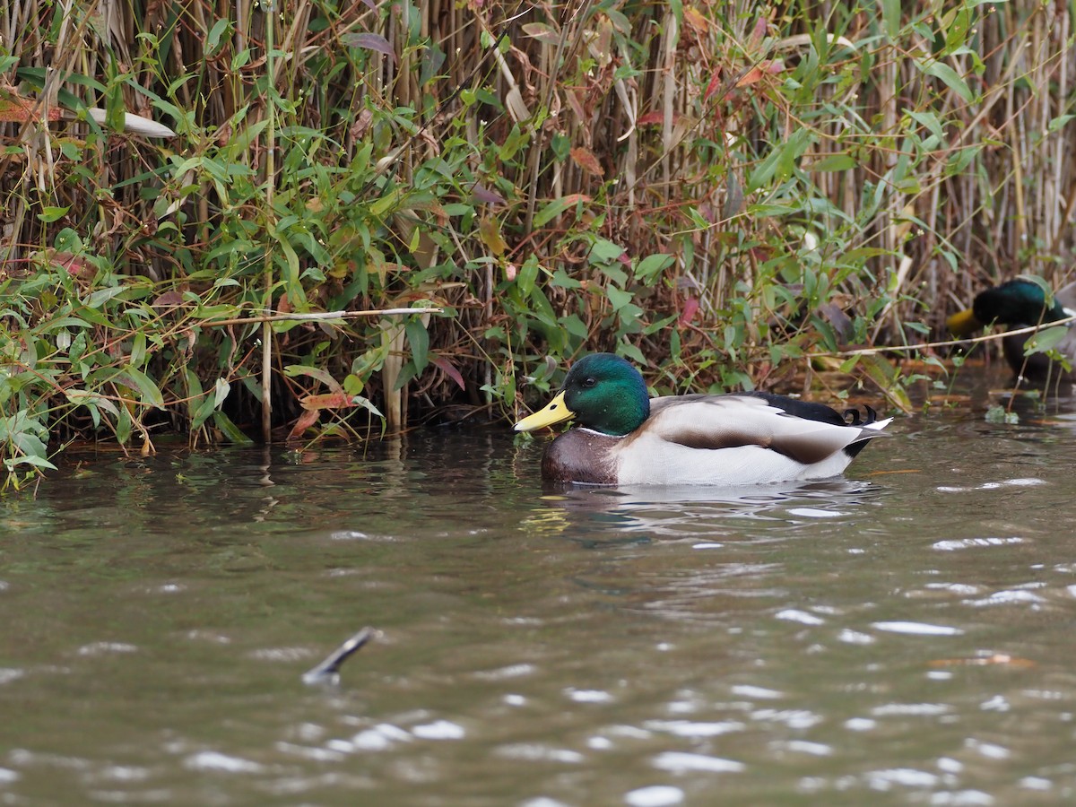 綠頭鴨 - ML646029527