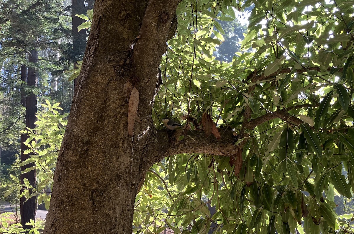 Pygmy Nuthatch - ML646029528