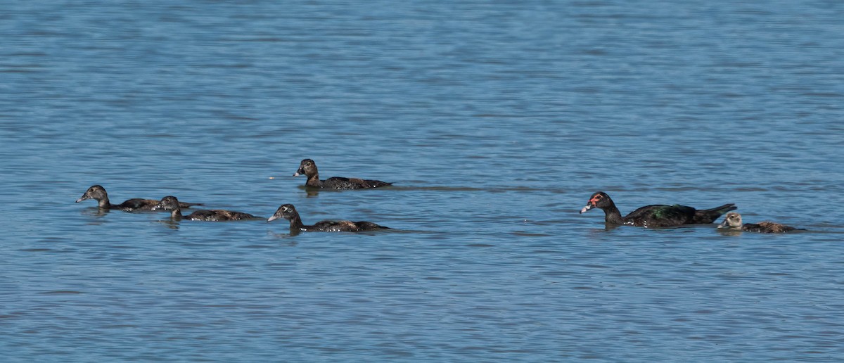 Muscovy Duck (Domestic type) - ML646029529