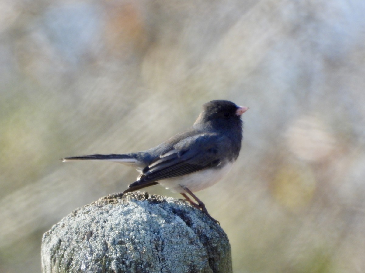 Junco ardoisé - ML646029538