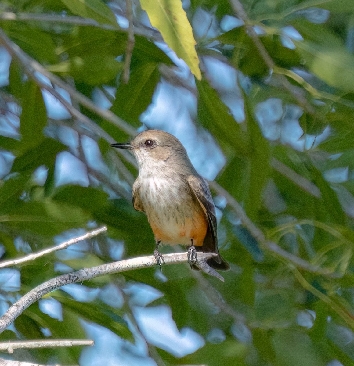 Vermilion Flycatcher - ML646029539