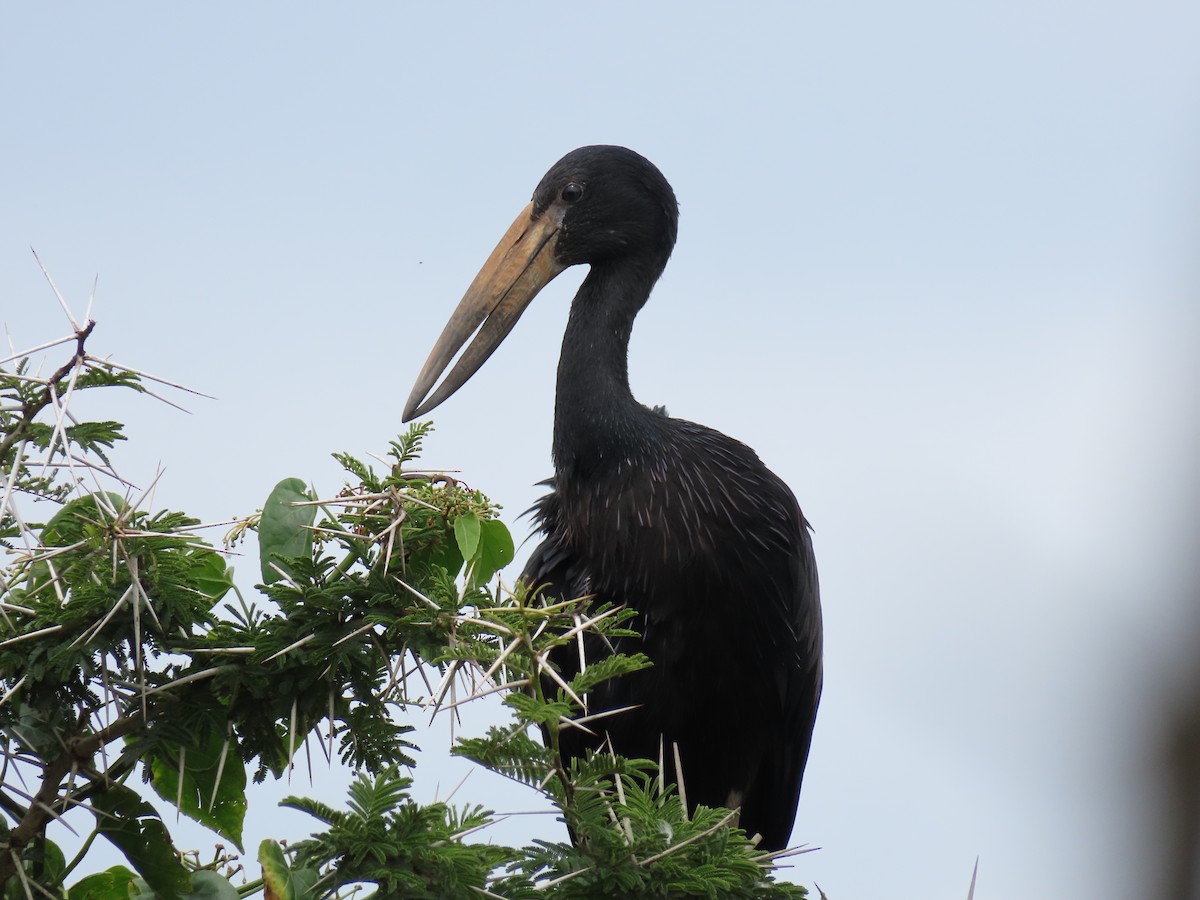 クロスキハシコウ - ML646029543