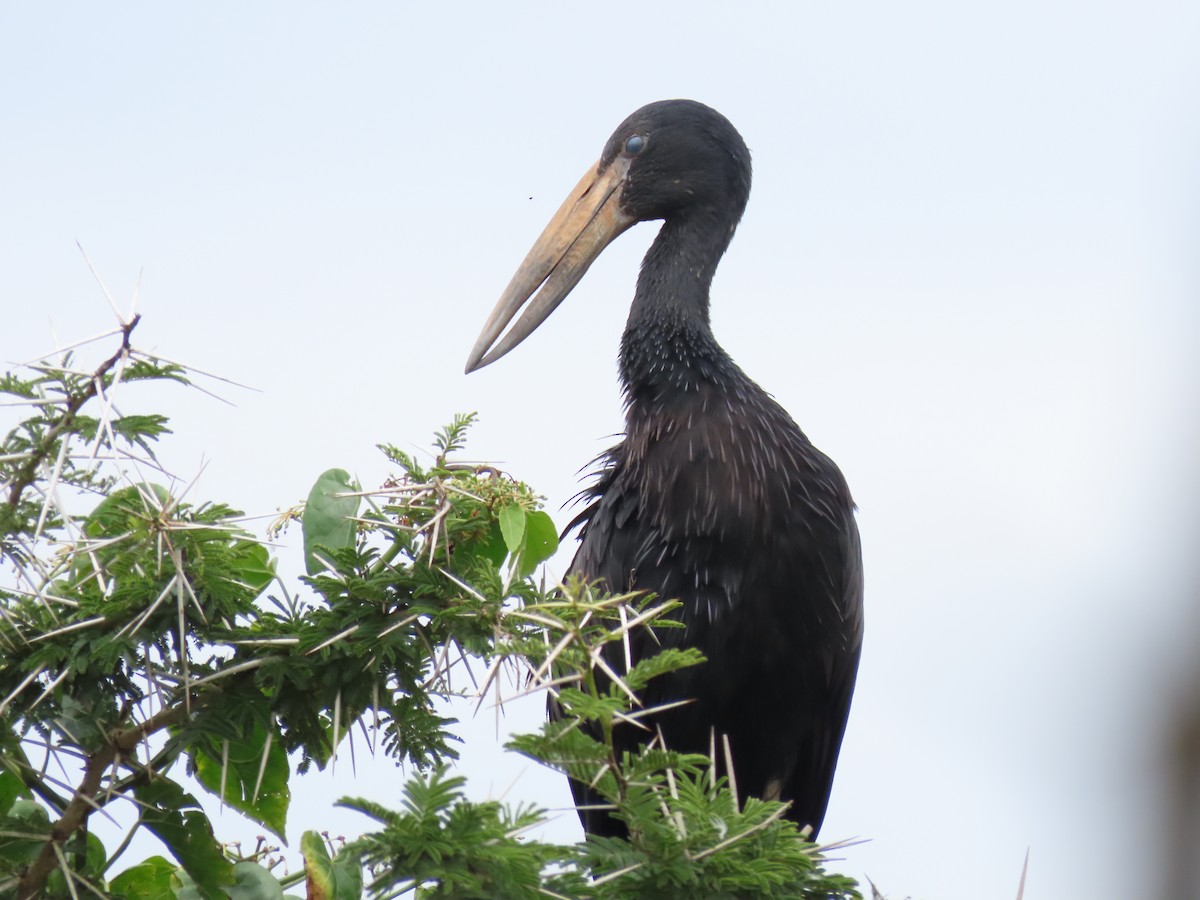 クロスキハシコウ - ML646029544