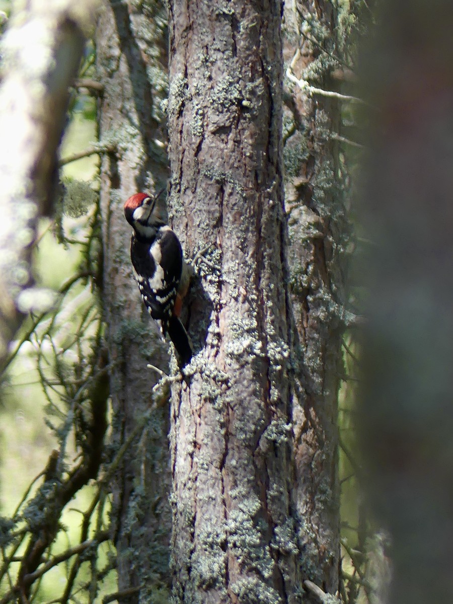 Great Spotted Woodpecker - ML646029545