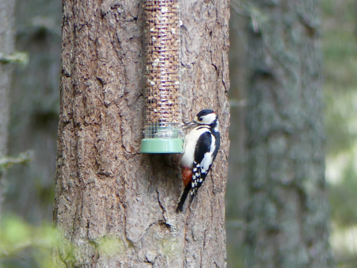 Great Spotted Woodpecker - ML646029546
