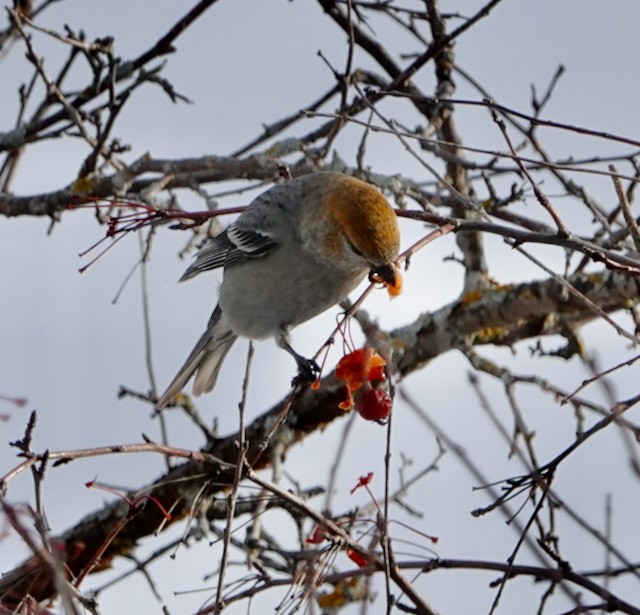 ギンザンマシコ - ML646029547