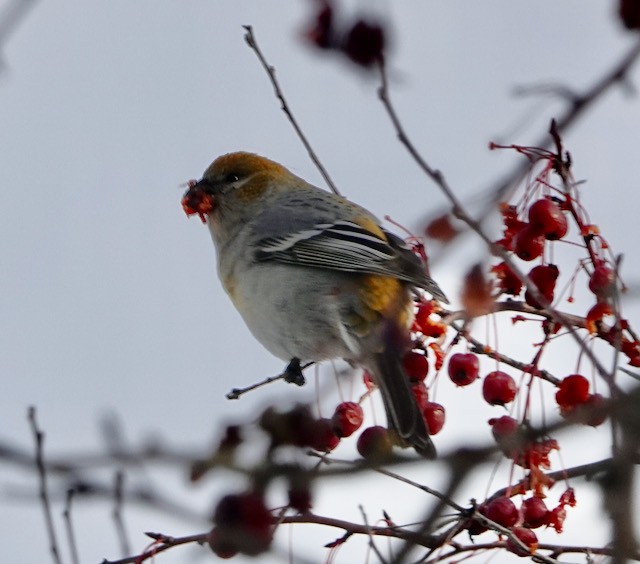 ギンザンマシコ - ML646029548