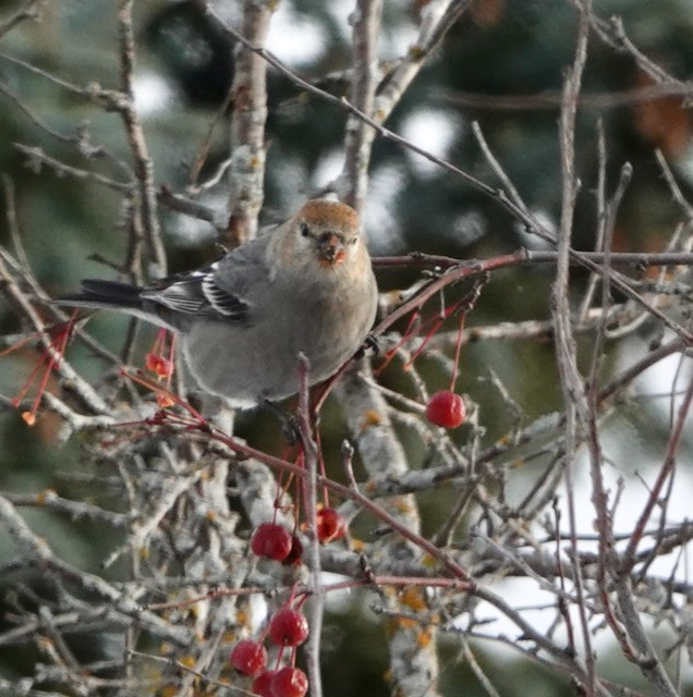 ギンザンマシコ - ML646029549