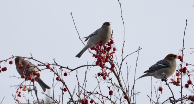 ギンザンマシコ - ML646029550