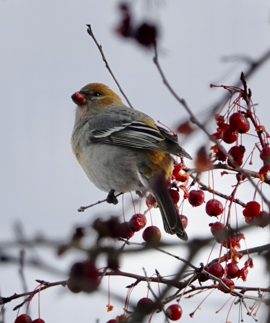 ギンザンマシコ - ML646029551