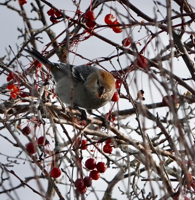 ギンザンマシコ - ML646029552