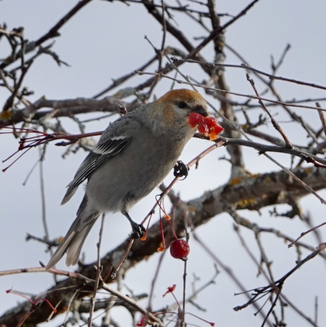 ギンザンマシコ - ML646029553