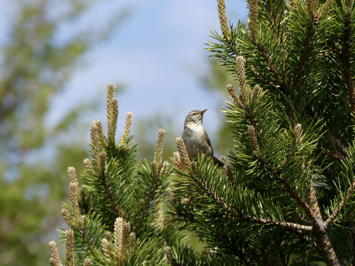 歐亞柳鶯 - ML646029555