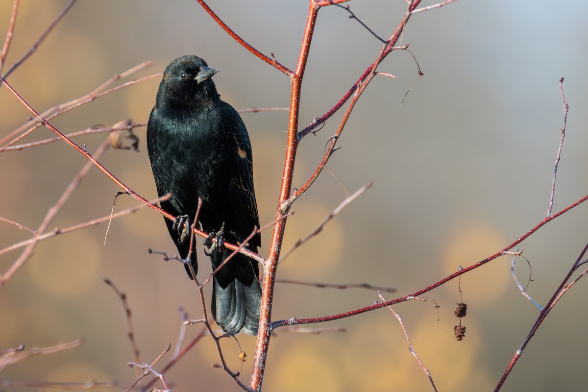 Red-winged Blackbird - ML646029556