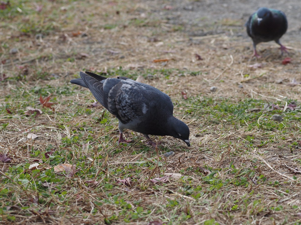 野鴿(野化) - ML646029557