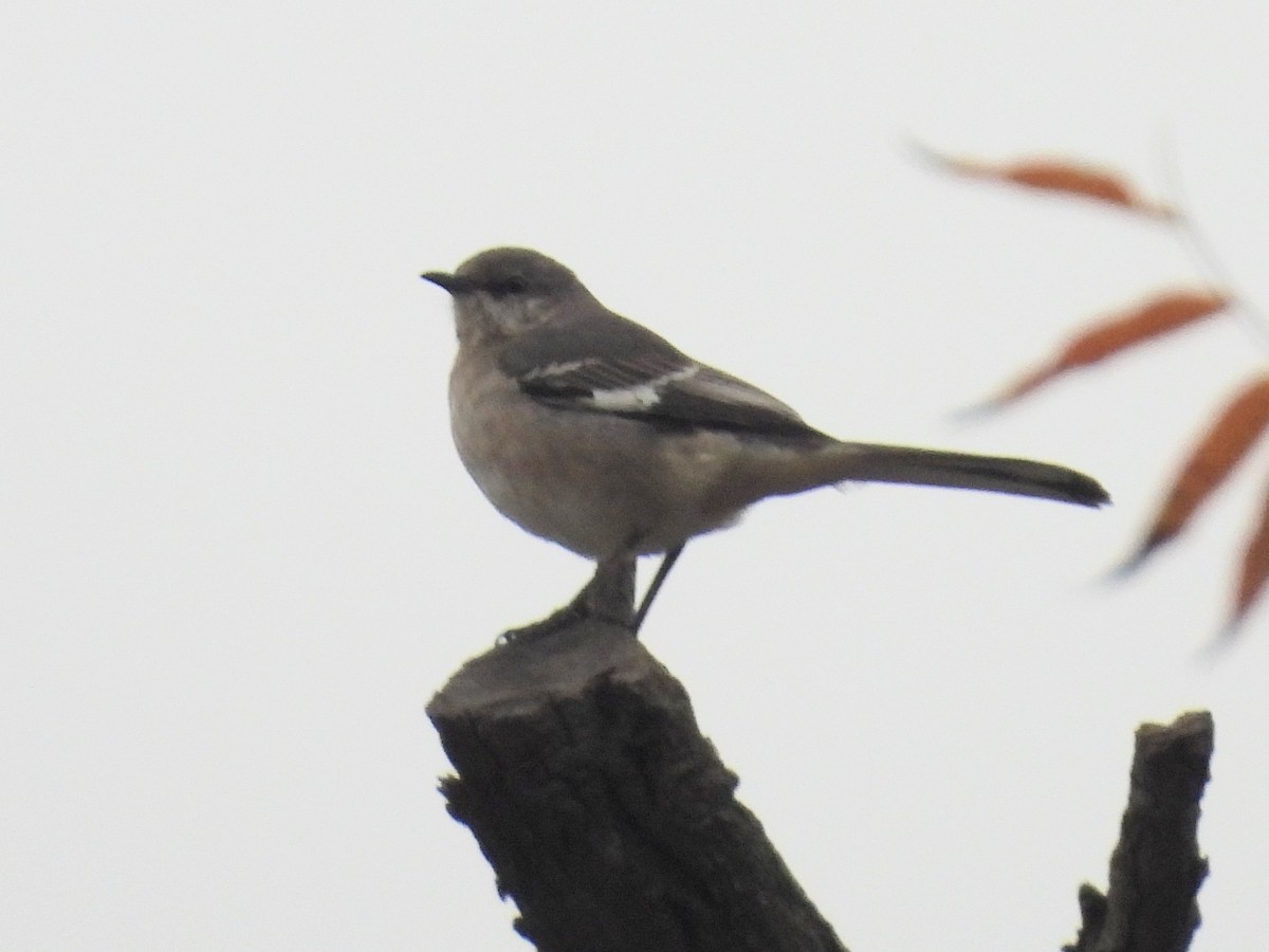 Sinsonte Norteño - ML646029558