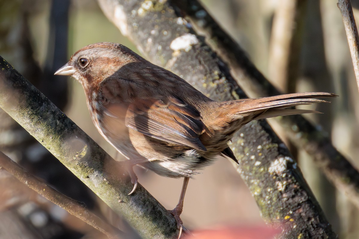 Song Sparrow - ML646029559
