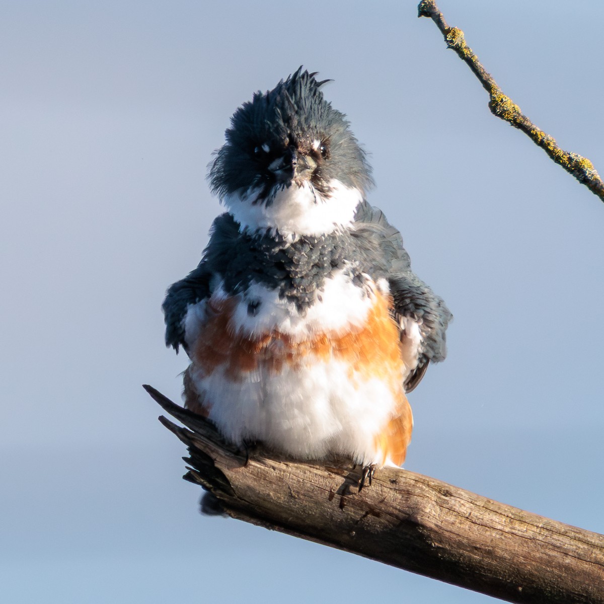 Belted Kingfisher - ML646029561