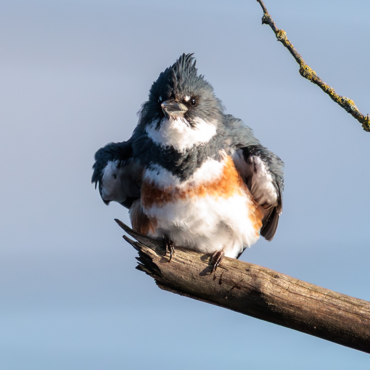 Belted Kingfisher - ML646029562