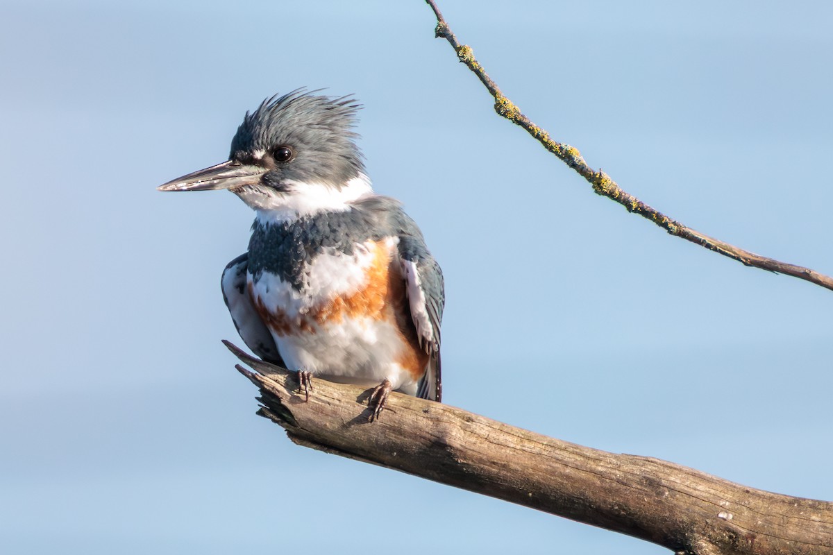 Belted Kingfisher - ML646029563