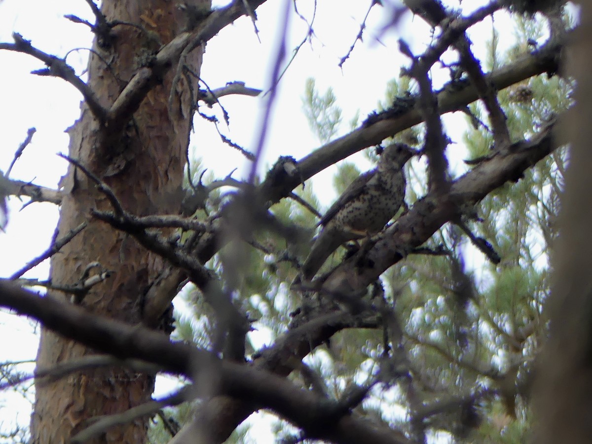 槲鶇 - ML646029566