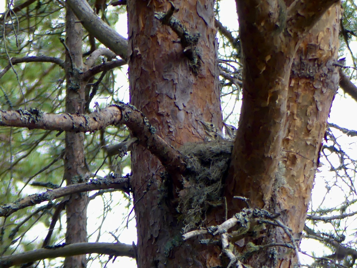 槲鶇 - ML646029567