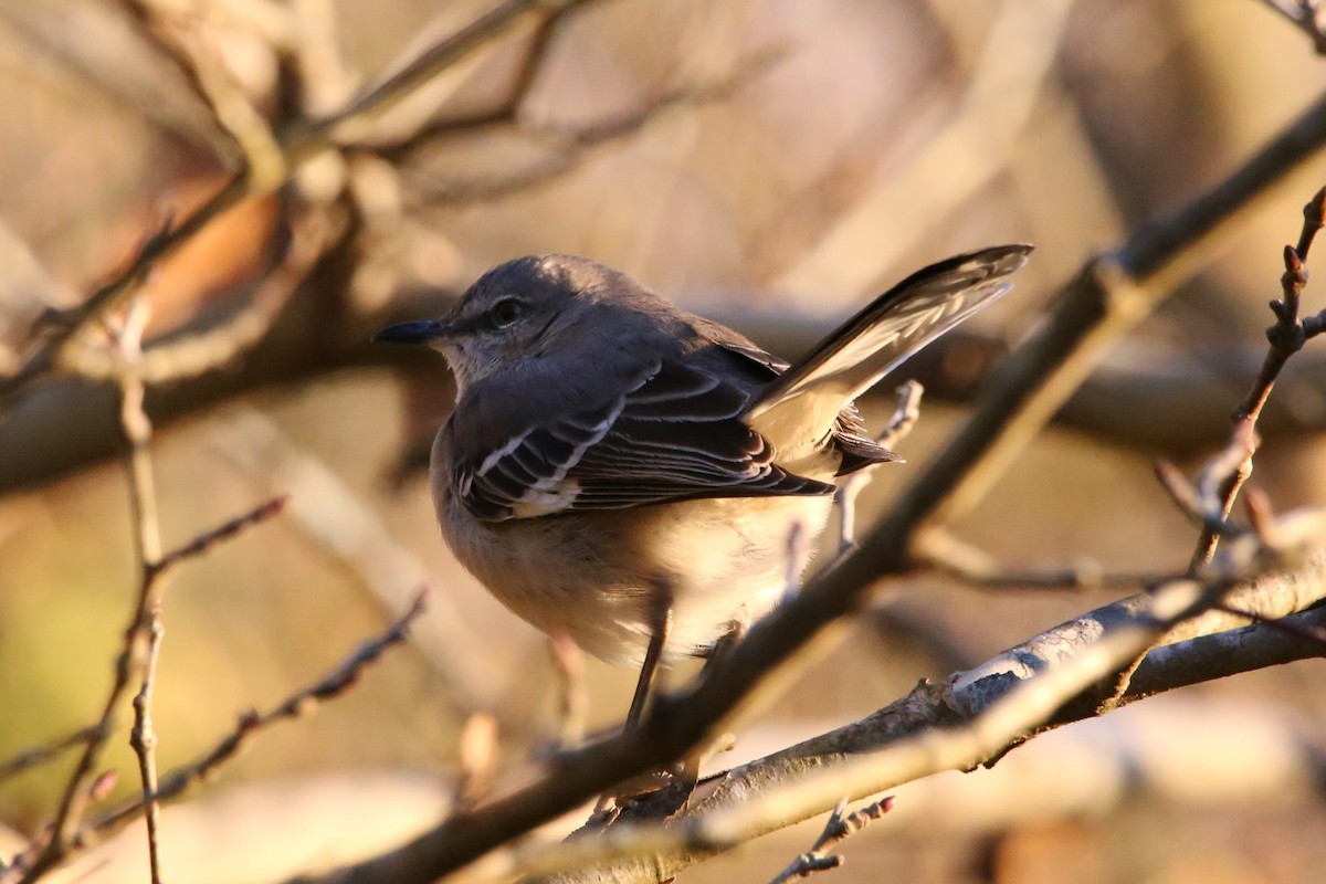 Sinsonte Norteño - ML646029571