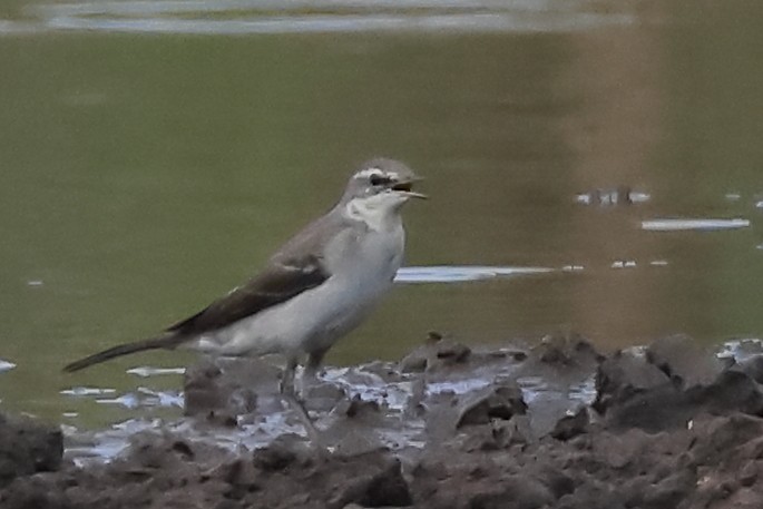 Eastern Yellow Wagtail - ML646029580