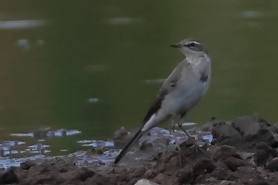 Eastern Yellow Wagtail - ML646029581