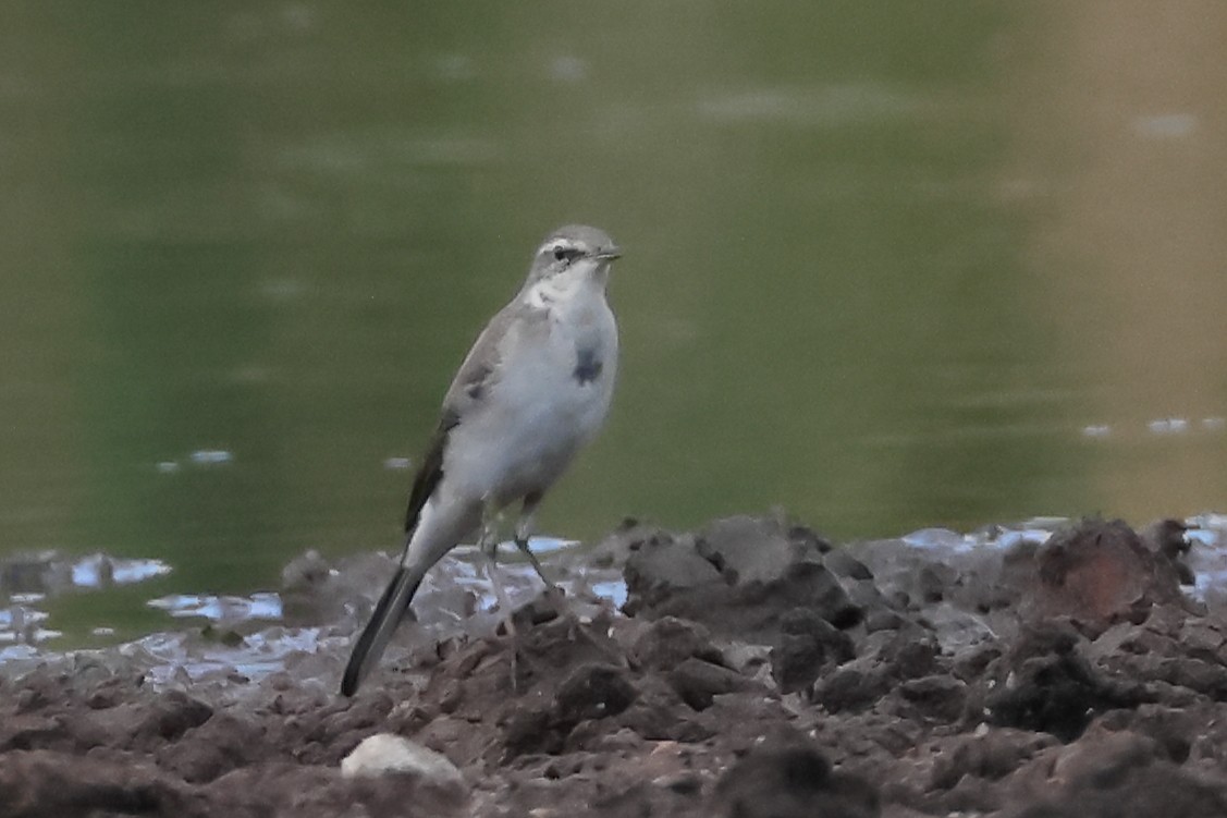 Eastern Yellow Wagtail - ML646029582