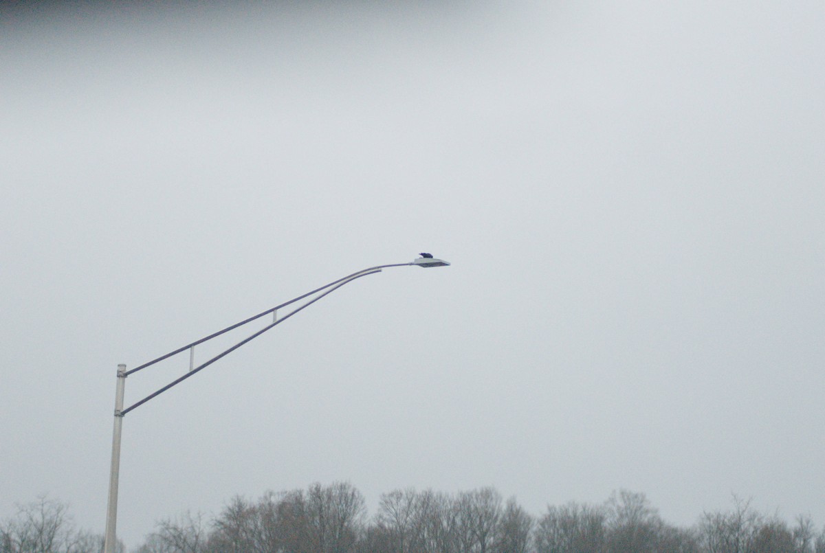 American Crow - ML646029592