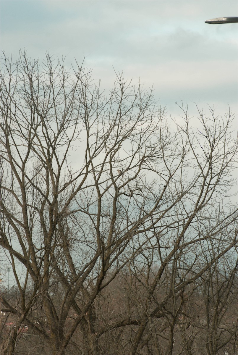 Канюк неоарктичний - ML646029594