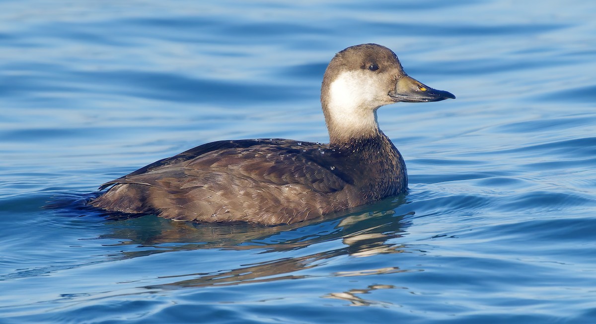 turpan žlutozobý - ML646029596